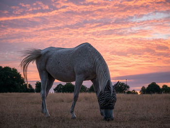 Horse grazing on field against sunset sky