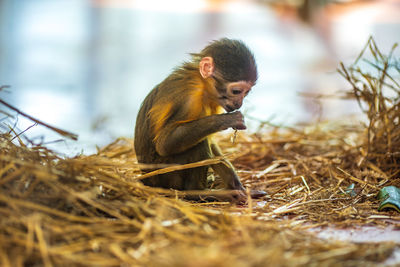 Small monkey eating while sitting on dry grass