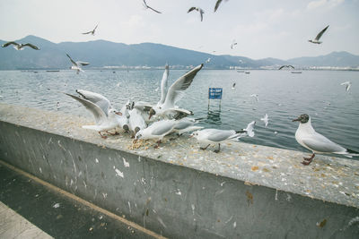 Seagulls flying over sea against sky