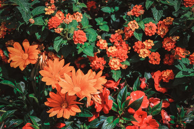 Orange flowers blooming outdoors