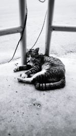 Cat relaxing on floor