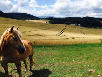 Horse on field against sky