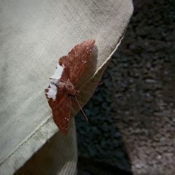 High angle view of insect on leaf