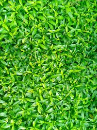 Full frame shot of fresh green plants