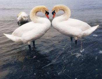 Swan floating on lake