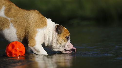 Dog drinking water