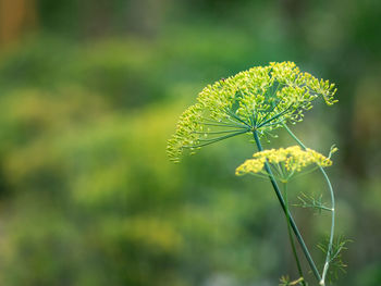 Close-up of yellow flowering plant