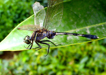 Close-up of insect on leaf