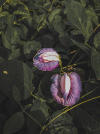 Close-up of purple lotus on plant