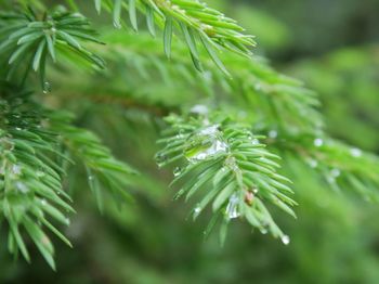 Close-up of raindrops on pine tree