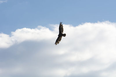 Low angle view of eagle flying in sky