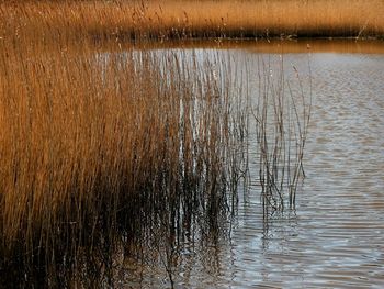 Close-up of water in lake