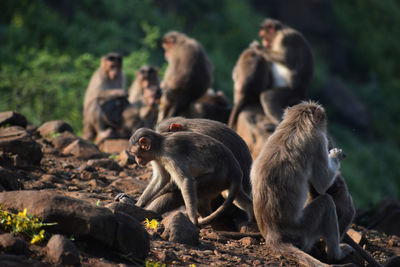 Monkey sitting on rock