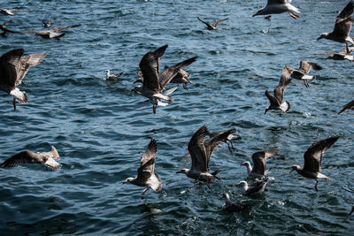 High angle view of seagulls flying over sea