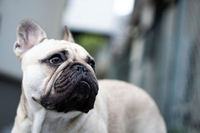 Close-up portrait of dog