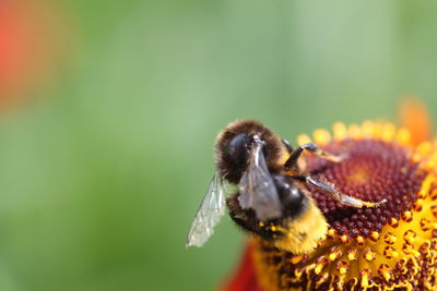 Close-up of bee pollinating on flower