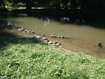 Plants growing on landscape