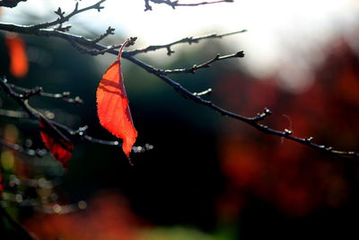 Close-up of leaves on twig