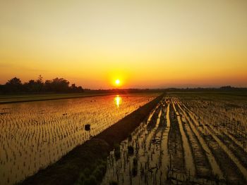 Scenic view of agricultural field against clear sky during sunset