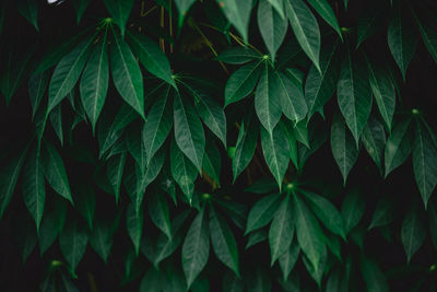 Close-up of green leaves