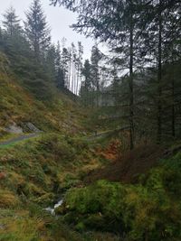 Trees growing in forest