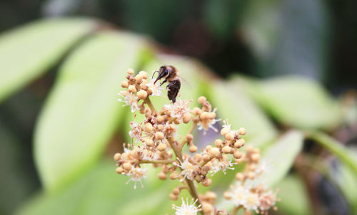 Close-up of bee pollinating on flower