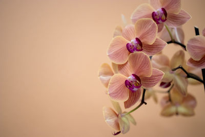 Phalaenopsis orchid