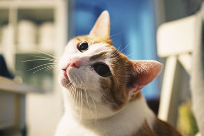 Close-up of a cat