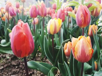 Close-up of tulips blooming outdoors