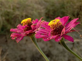 Close-up of pink flower