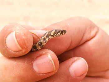 Close-up of hand holding shell