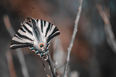 Close-up of butterfly on plant