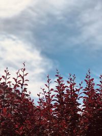 Low angle view of plants against sky