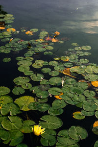 High angle view of lotus water lily in lake