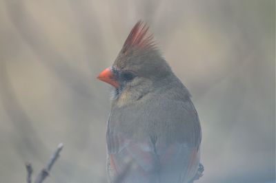 Close-up of pigeon perching on a tree