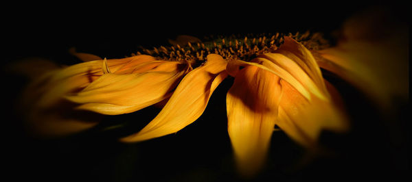 Close-up of yellow flowers blooming against black background