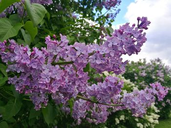 Close-up of purple flowers blooming on tree