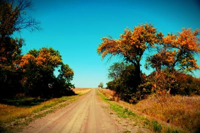 Country road along trees