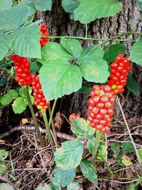 Close-up of plants growing on field