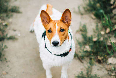 Portrait of dog standing on field