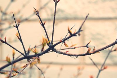 Close-up of dry plant in winter