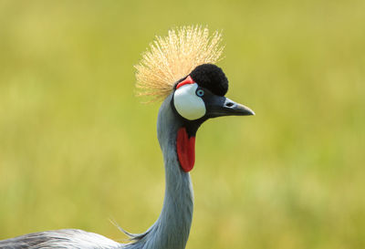 Close-up of a bird looking away