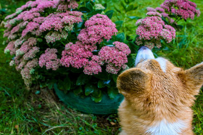 Welsh corgi pembroke sits on against purple flowers