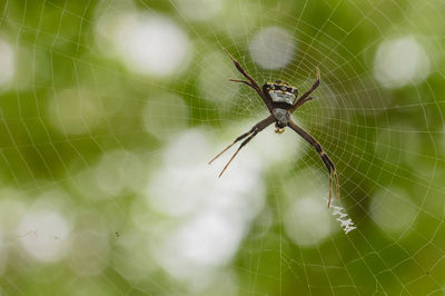 Close-up of spider on web