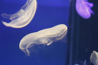 Close-up of jellyfish in water