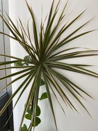 Close-up of potted plant against wall