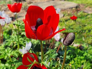 Close-up of red poppy flowers growing on field