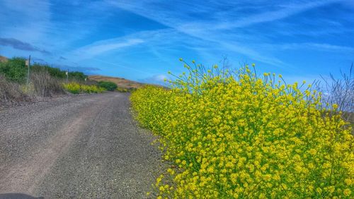 Road passing through field