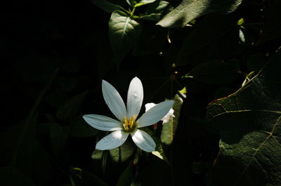 Close-up of white flowering plant