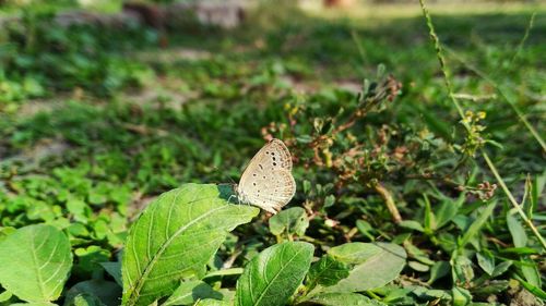 Close-up of butterfly on leaf
